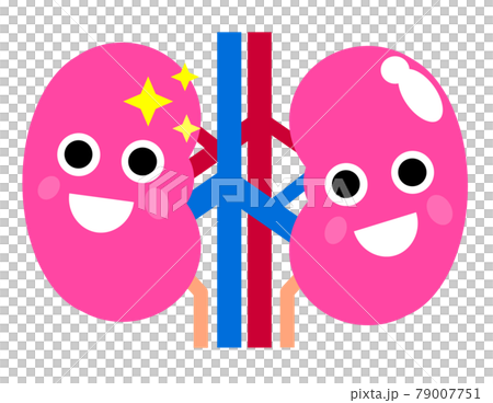 健康で理想的な腎臓のイラスト 79007751