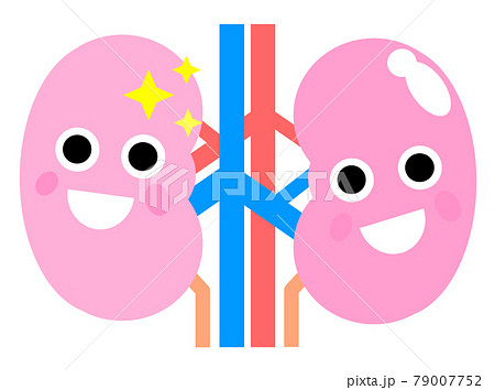 健康で理想的な腎臓のイラスト 健康で理想的な腎臓のイラスト 79007752