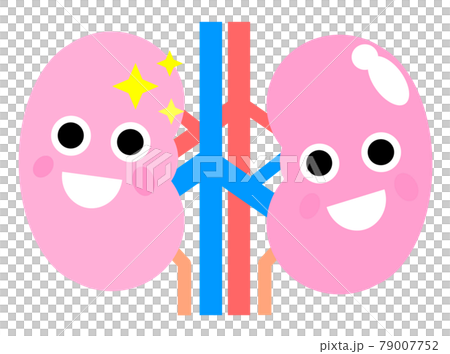 健康で理想的な腎臓のイラスト 健康で理想的な腎臓のイラスト 79007752