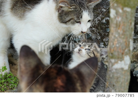 一歳になるキジトラ白のお兄ちゃん野良猫に見守られ元気に遊ぶ可愛い子猫兄弟 一歳になるキジトラ白のお兄ちゃん野良猫に見守られ元気に遊ぶ可愛い子猫兄弟 79007785