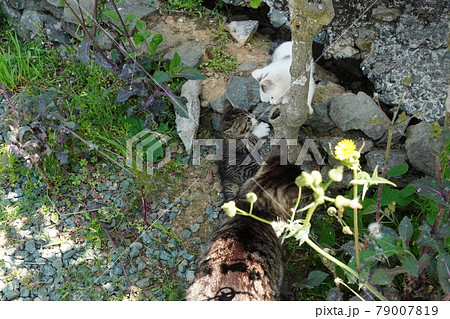 一歳になるキジトラ白のお兄ちゃん野良猫に見守られ元気に遊ぶ可愛い子猫兄弟 79007819