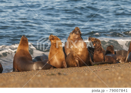 Mother and baby sea lion, Patagonia Mother and baby sea lion, Patagonia 79007841