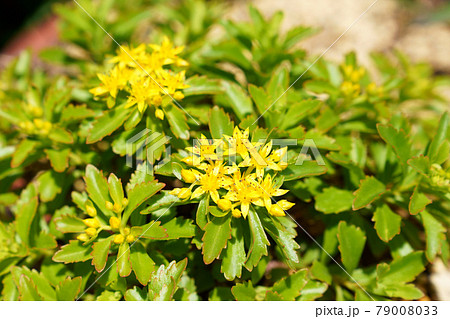 星形の花キリンソウ 星形の花キリンソウ 79008033