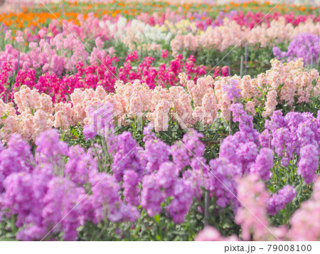 白間津のお花畑 79008100