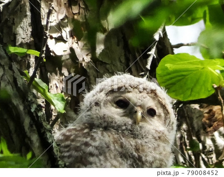 野幌森林公園のエゾフクロウ 79008452