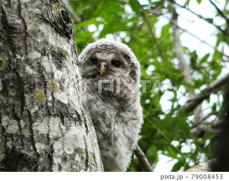 野幌森林公園のエゾフクロウ 野幌森林公園のエゾフクロウ 79008453