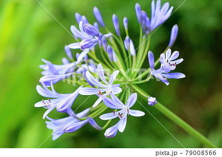 アガパンサスの花の写真素材
