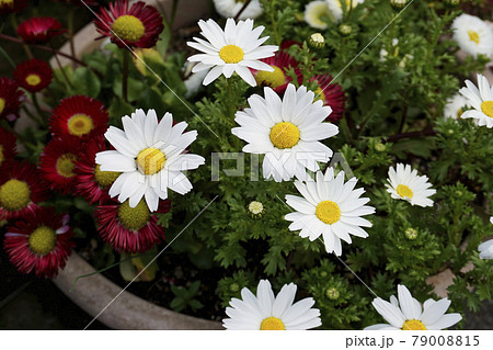寄植えの白い菊の花と赤いヒナギクの花 寄植えの白い菊の花と赤いヒナギクの花 79008815