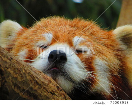 レッサーパンダの寝顔 79008913