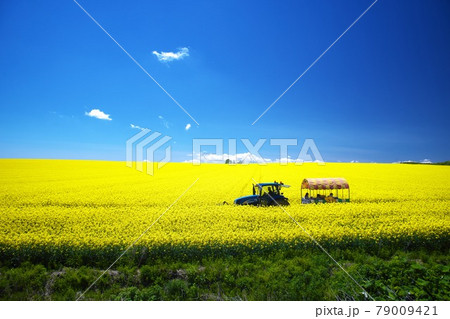 幌馬車と絶景の菜の花畑 79009421