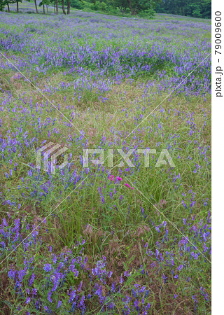 一面に咲くクサフジ 79009600