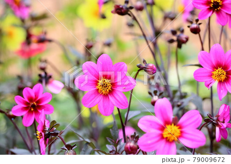 ダリアの花 79009672