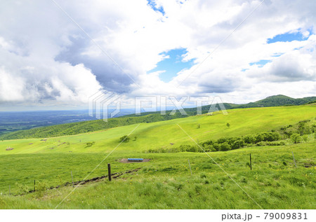 さわやかな十勝のナイタイ高原牧場 79009831