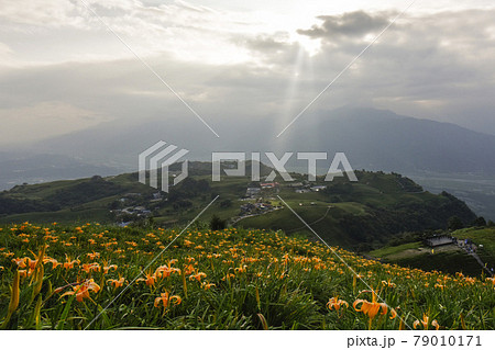 台湾 鶏冠 とさか 79010171