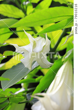 エンジェルストランペットの花(木立朝鮮朝顔) エンジェルストランペットの花(木立朝鮮朝顔) 79010216