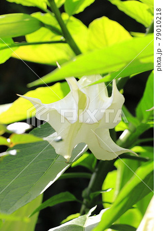 エンジェルストランペットの花(木立朝鮮朝顔) エンジェルストランペットの花(木立朝鮮朝顔) 79010218