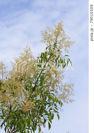 満開のシマトネリコの花 満開のシマトネリコの花 79010309