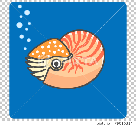 海の中を泳ぐオウムガイのイラスト素材