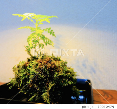 苔玉 79010479