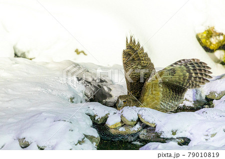 狩りをするシマフクロウ 79010819