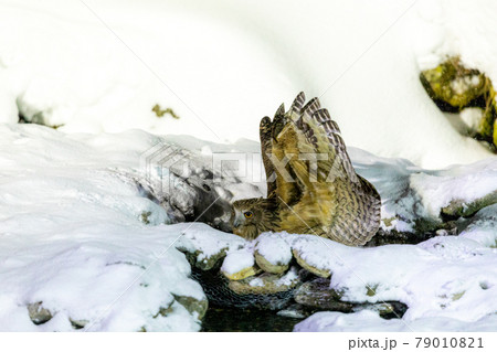 シマフクロウの狩り 79010821