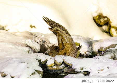 シマフクロウ魚を捕る 79010822