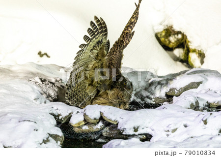 シマフクロウ獲物を狩る 79010834