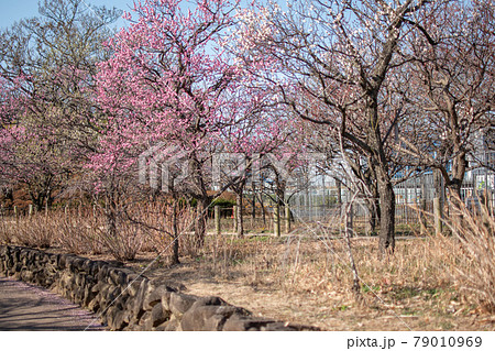 足立区立都市農業公園/東京都足立区鹿浜 足立区立都市農業公園/東京都足立区鹿浜 79010969