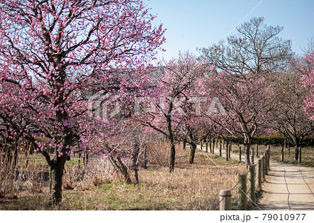 足立区立都市農業公園/東京都足立区鹿浜 足立区立都市農業公園/東京都足立区鹿浜 79010977