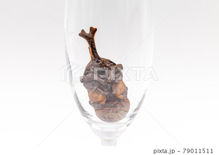 カブトムシの羽化 79011511