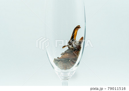 カブトムシの羽化 79011516