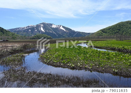 水芭蕉と残雪の至仏山の絶景 79011635