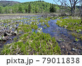 水の流れの中の水芭蕉群生地 79011838