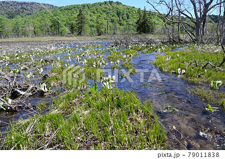 水の流れの中の水芭蕉群生地 79011838