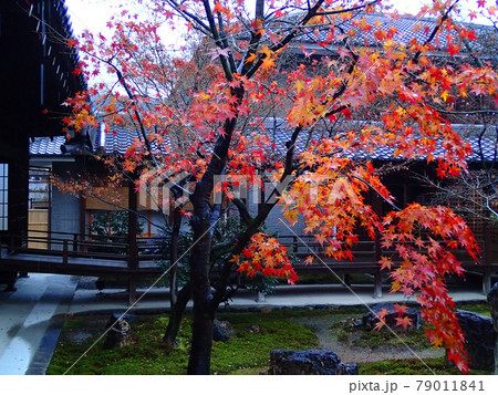 今日との紅葉 今日との紅葉 79011841