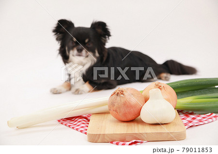犬が食べてはいけない食材と黒いロングコートチワワ 79011853