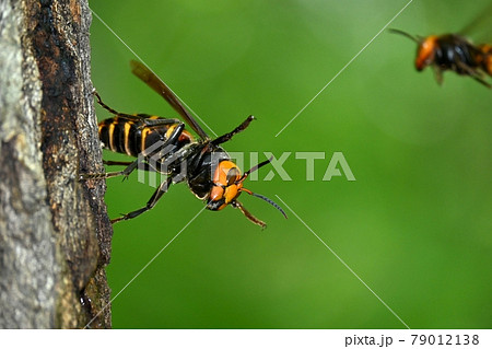 オオスズメバチの女王蜂 79012138
