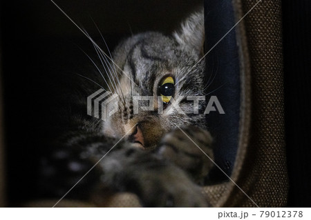 猫 79012378