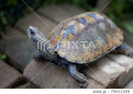 イシガメ 79012389