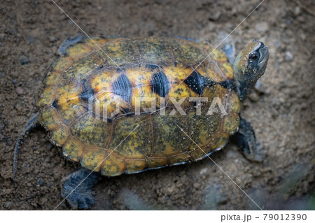 イシガメ 79012390
