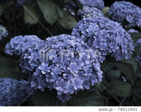 【静岡県】下田公園の満開の紫陽花 79012605