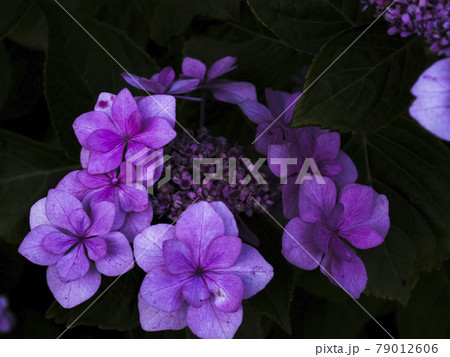 【静岡県】下田公園の満開の紫陽花 79012606