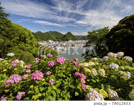 【静岡県】下田公園の満開の紫陽花 【静岡県】下田公園の満開の紫陽花 79012653