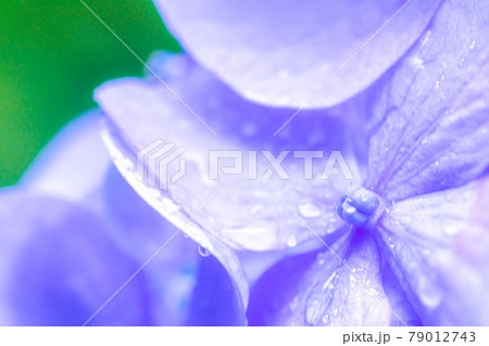 梅雨時期のアジサイ 79012743