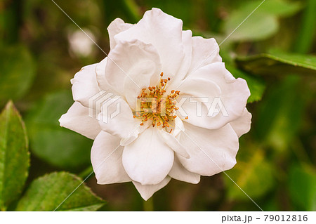 薔薇（ロサ・キネンシス） 79012816