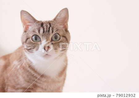 まっすぐ見つめる可愛いトラ猫	 79012932