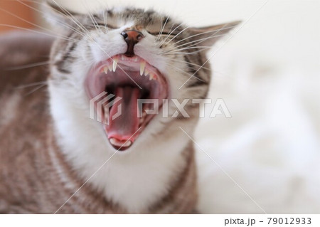大あくびするトラ猫の口の中 大あくびするトラ猫の口の中 79012933
