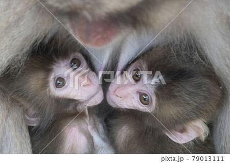 ニホンザル 79013111