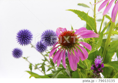 初夏のカラフルな花たち 初夏のカラフルな花たち 79013135