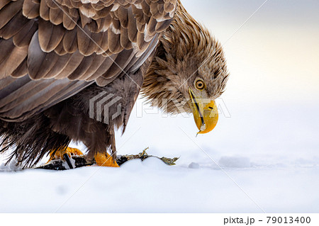 オジロワシ魚を食べる オジロワシ魚を食べる 79013400